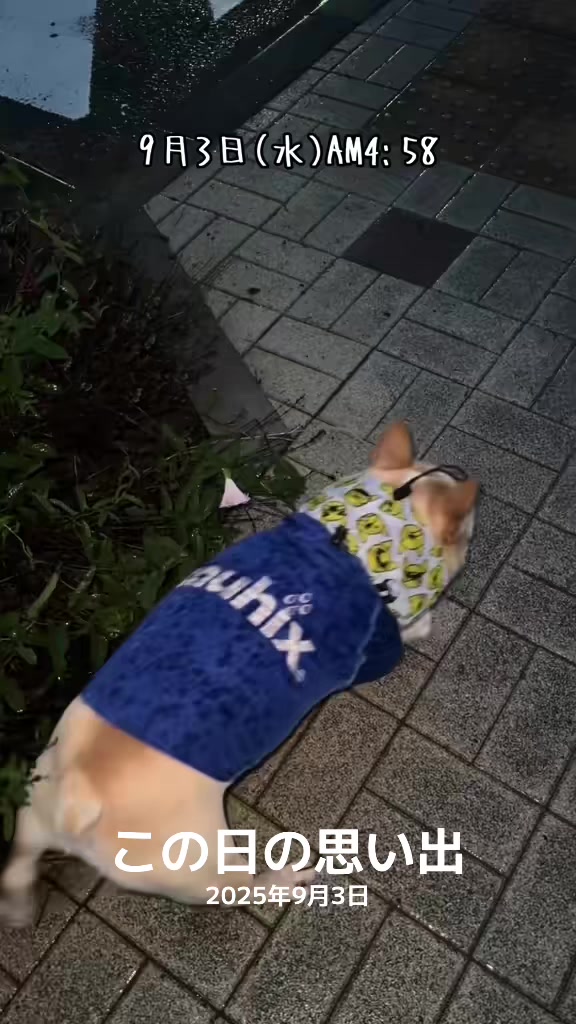 @ごん太