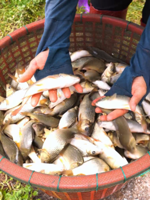 @Trại C&aacute; Giống Quang L&acirc;m
