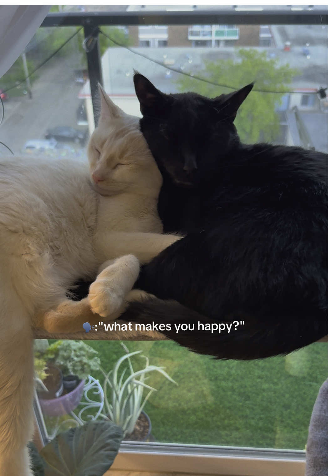 @Gizmo & Falkor🇨🇦🐾