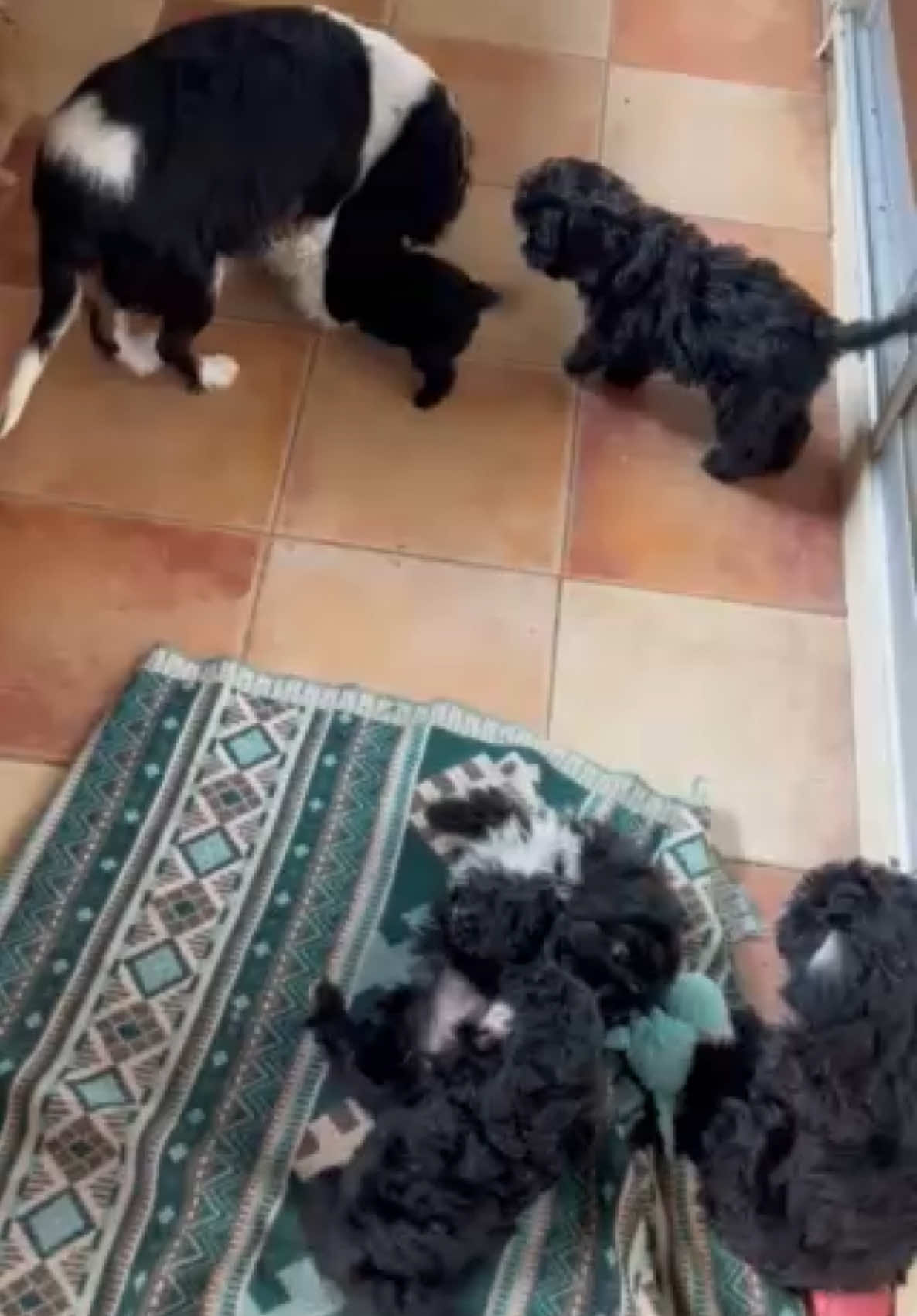 @Puppy’s Maltipoo Kiev