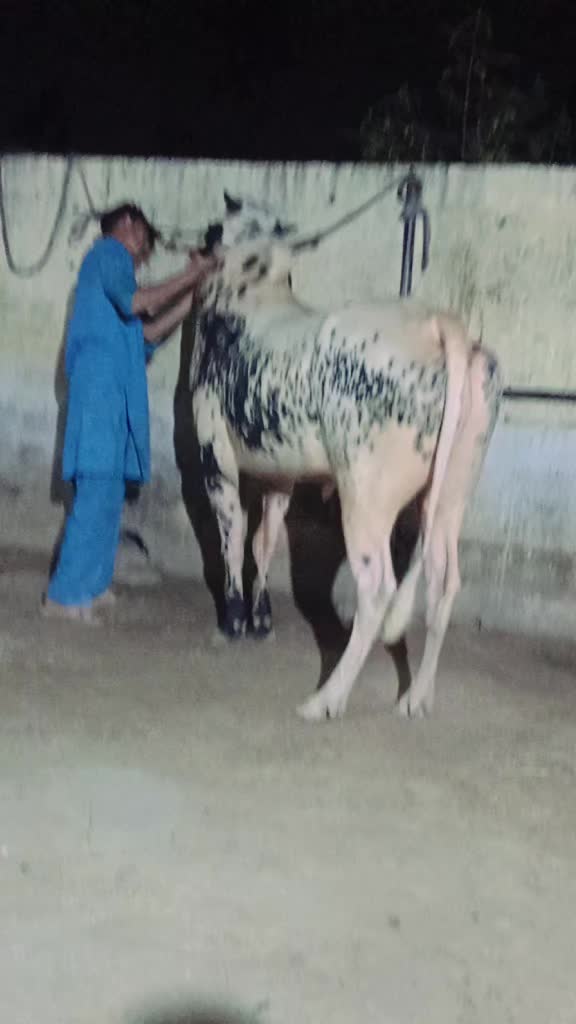 @ایا ڈنگی الہ