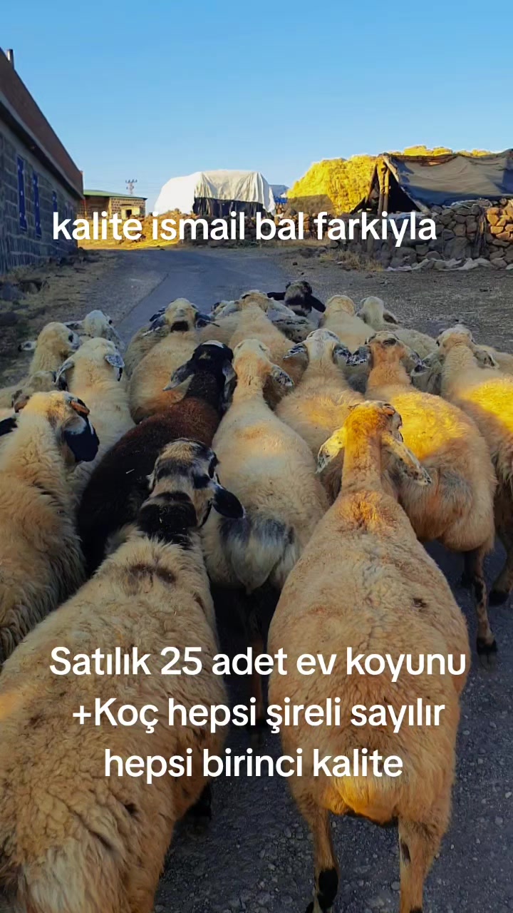 @Ismail Bal