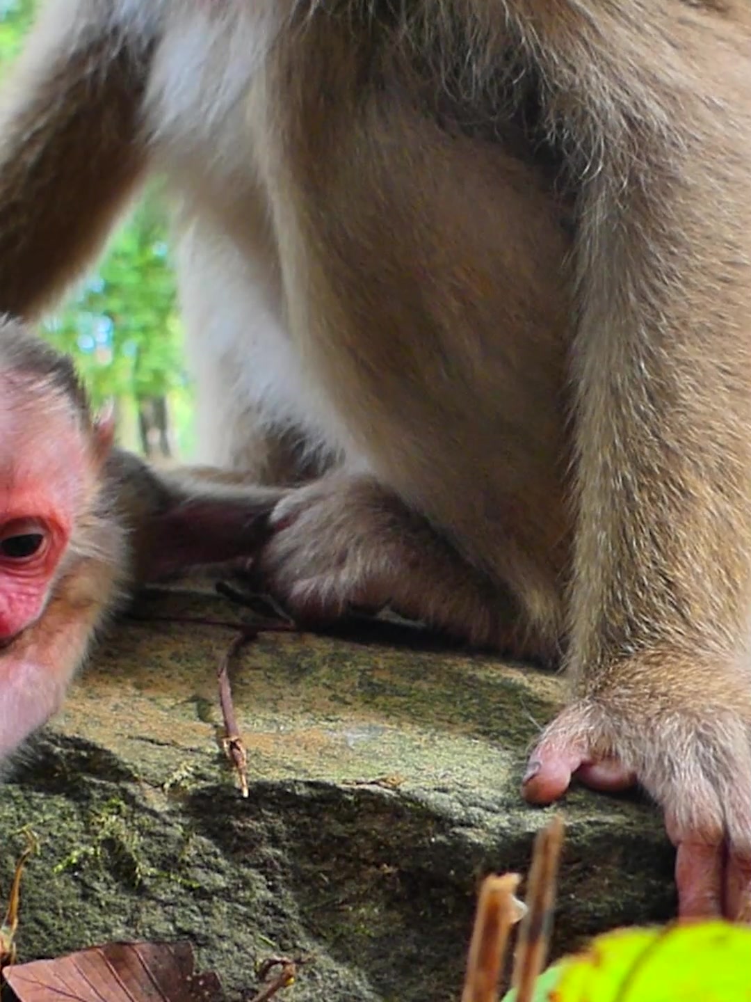 @Monkey Discovery