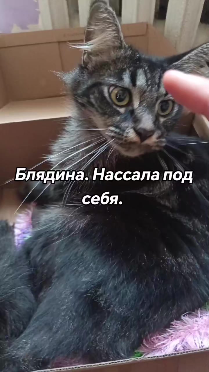 @amusleninblyadina