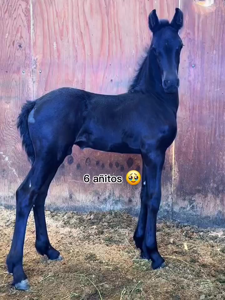 @ganader&iacute;a🐮 y caballo🐴☠️