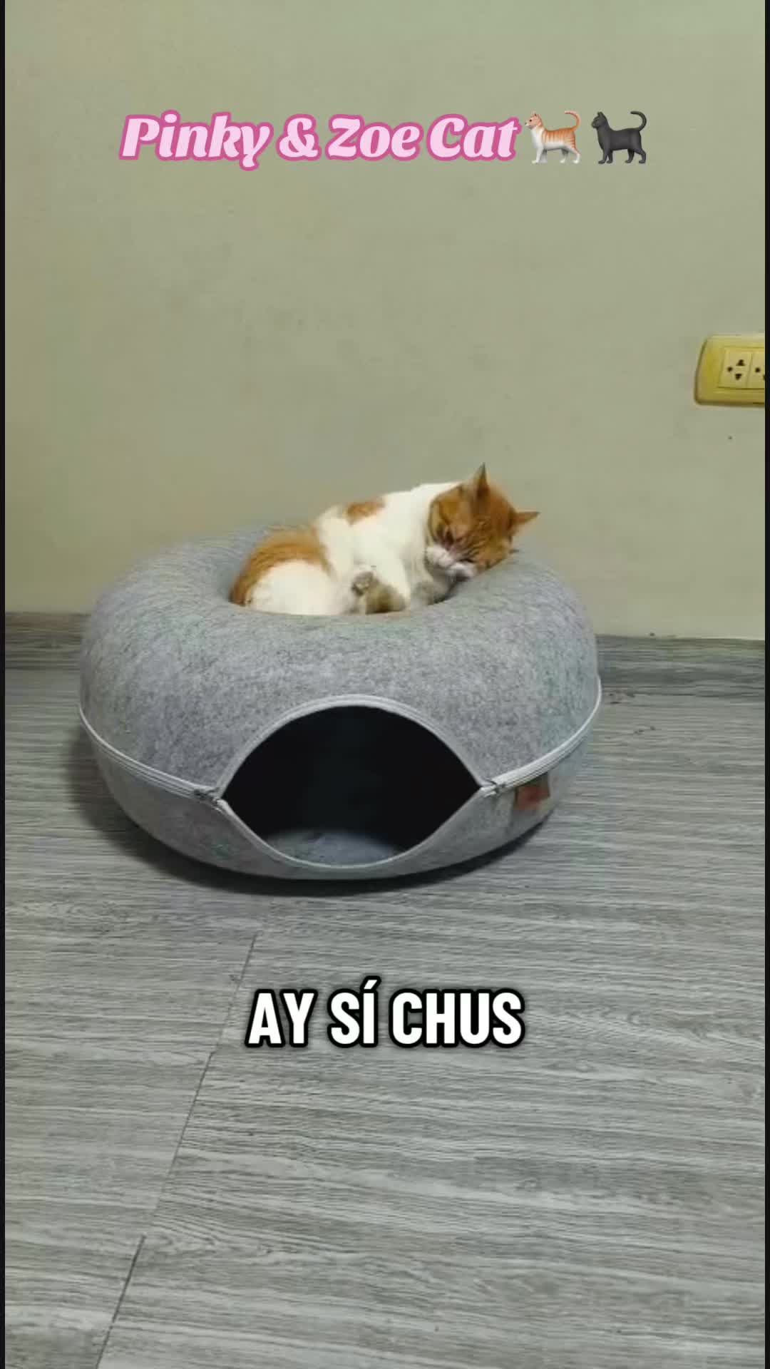 @Pinky😸&Zoe 😸& ApoloCat 😻