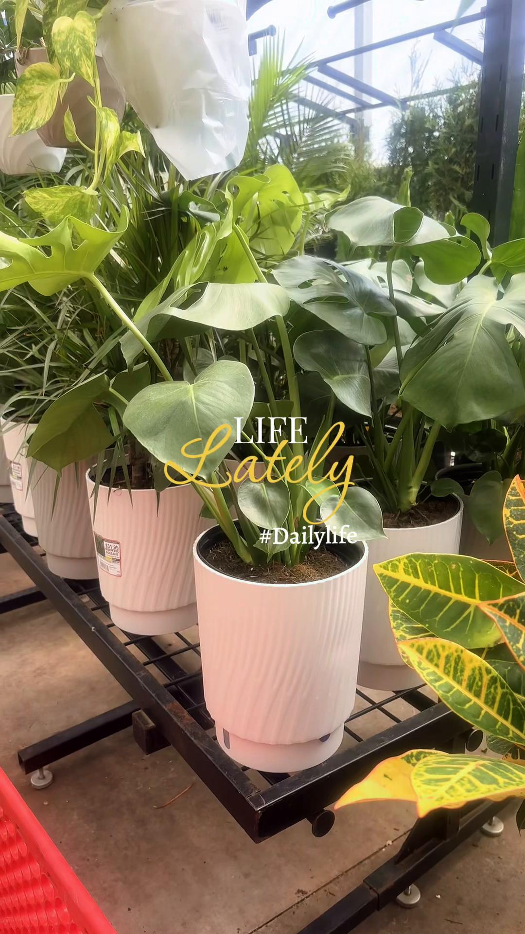 @Courtney &ldquo;DaPettyPlantDad&rdquo;