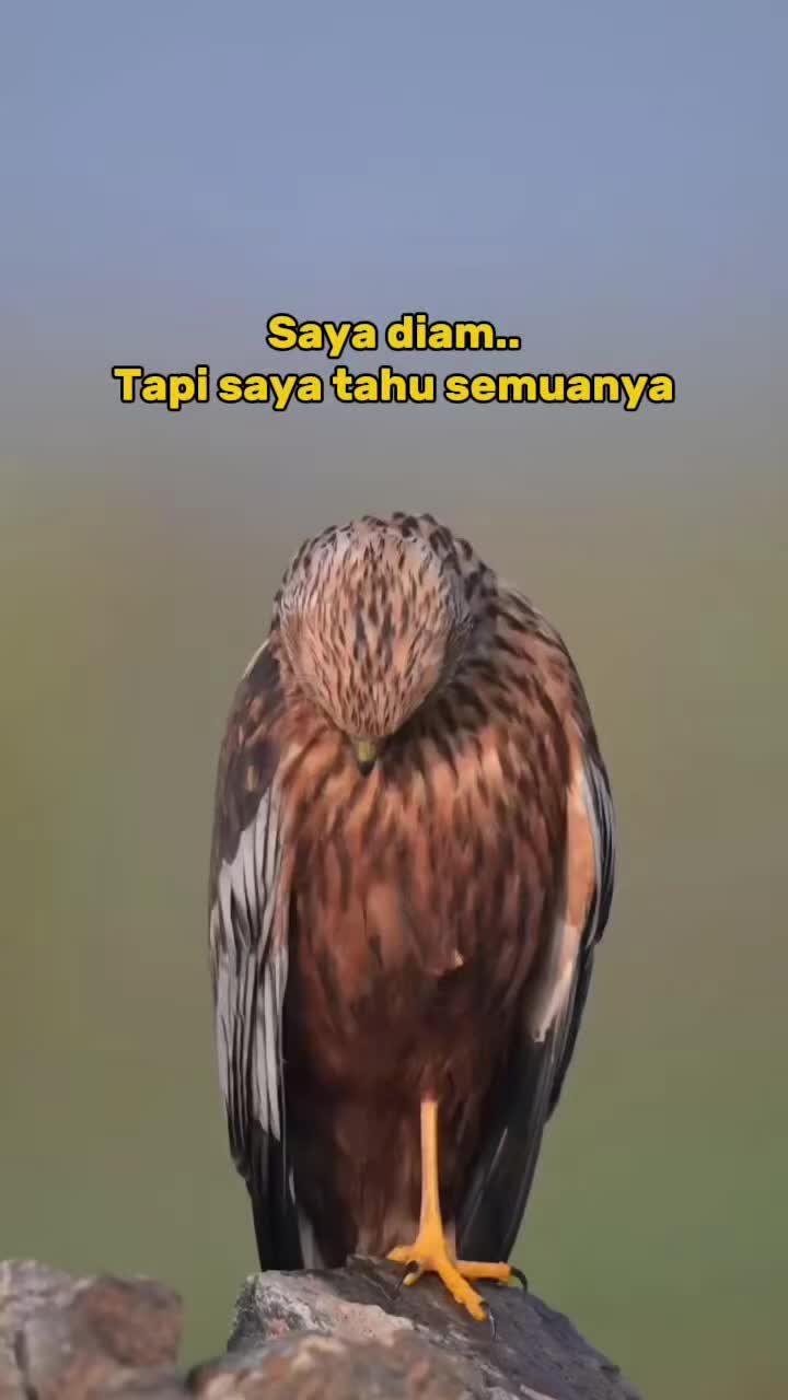 @Analia Kim
