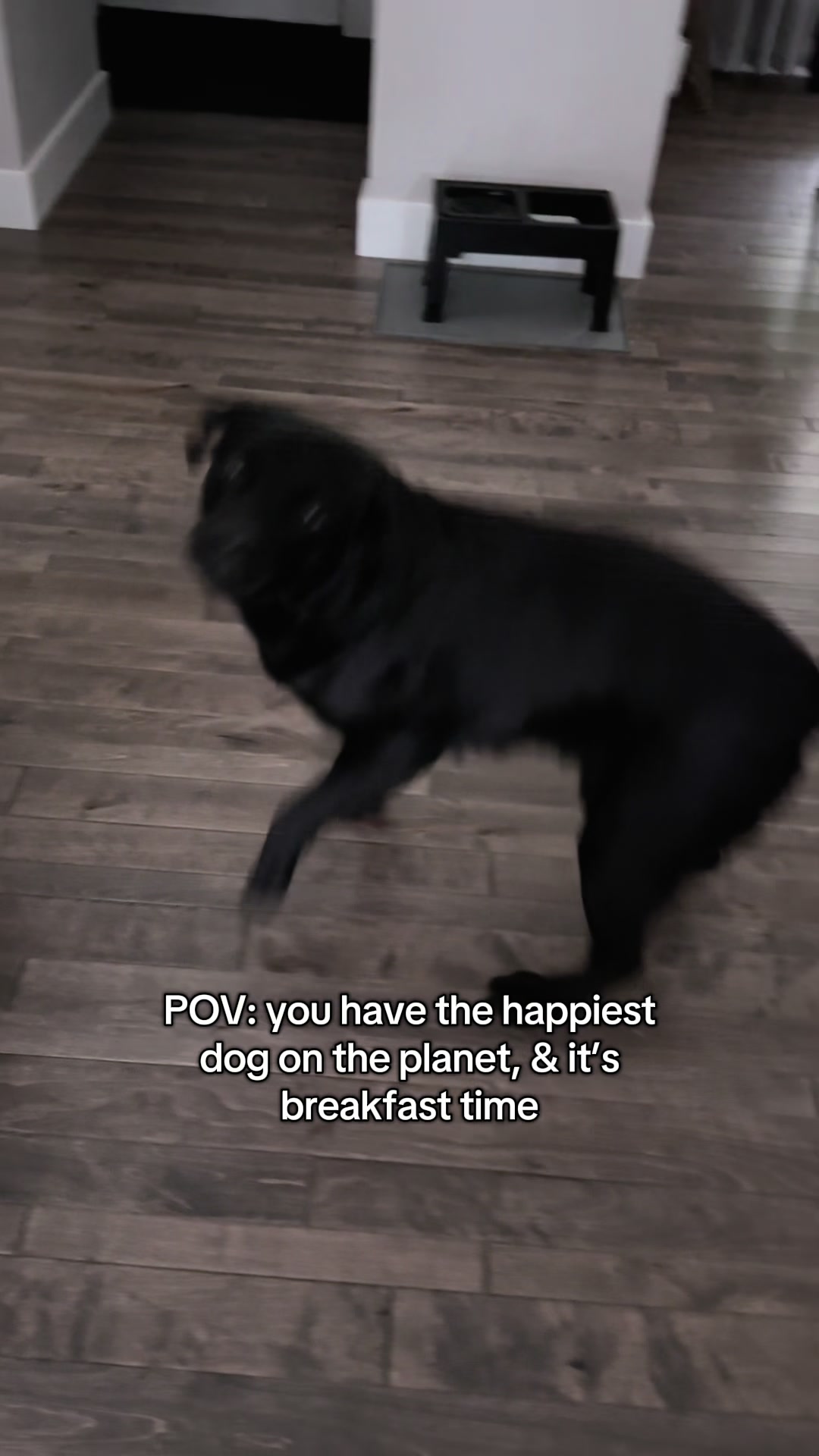 @Gunner the Good Boy Black Lab