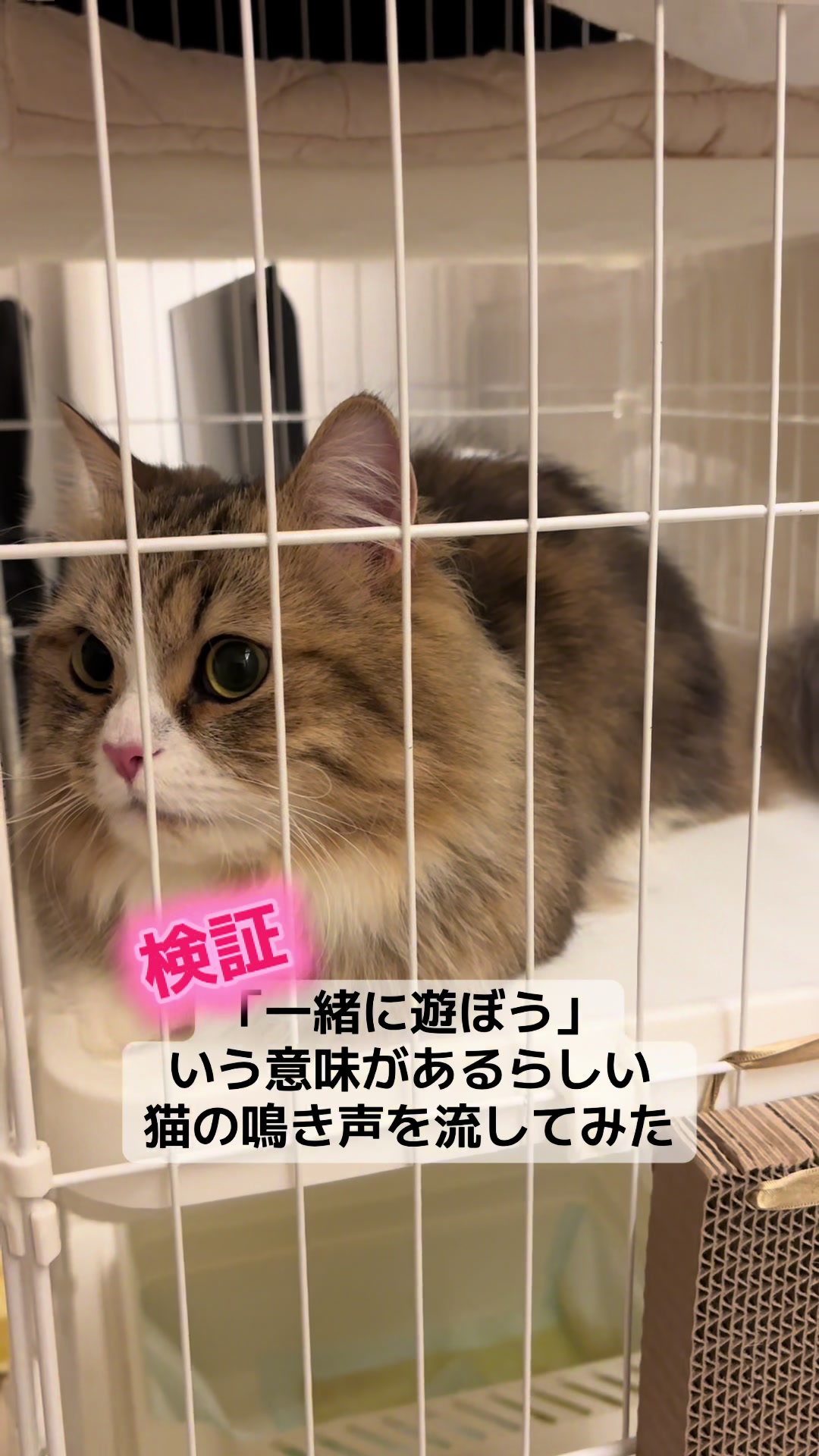 @ミヌエットのチャム