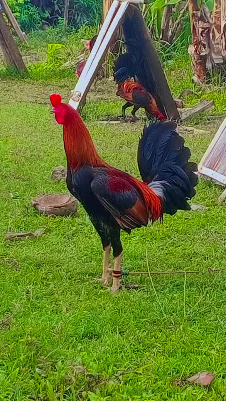 @BONALNOKK🐓