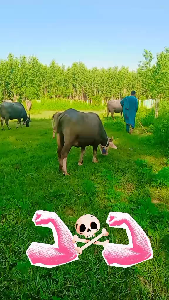 @Umarjan