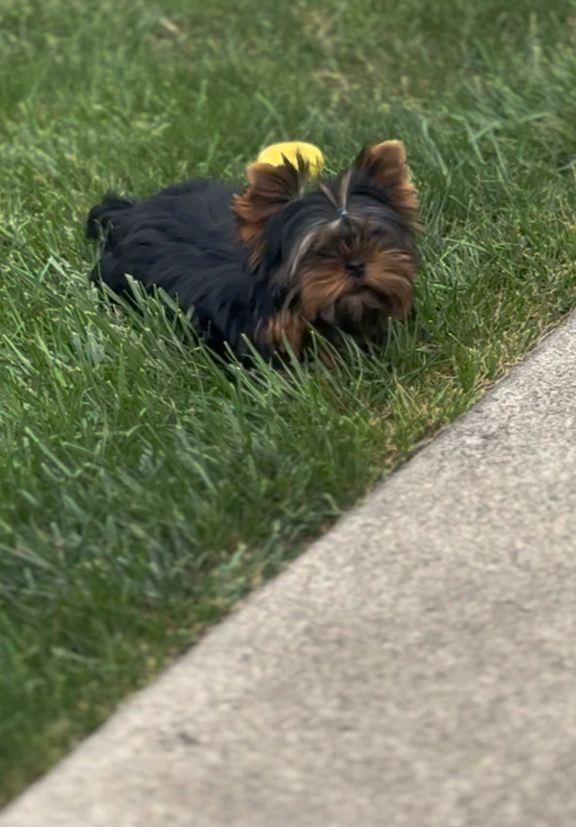 @Kimbrays Yorkies