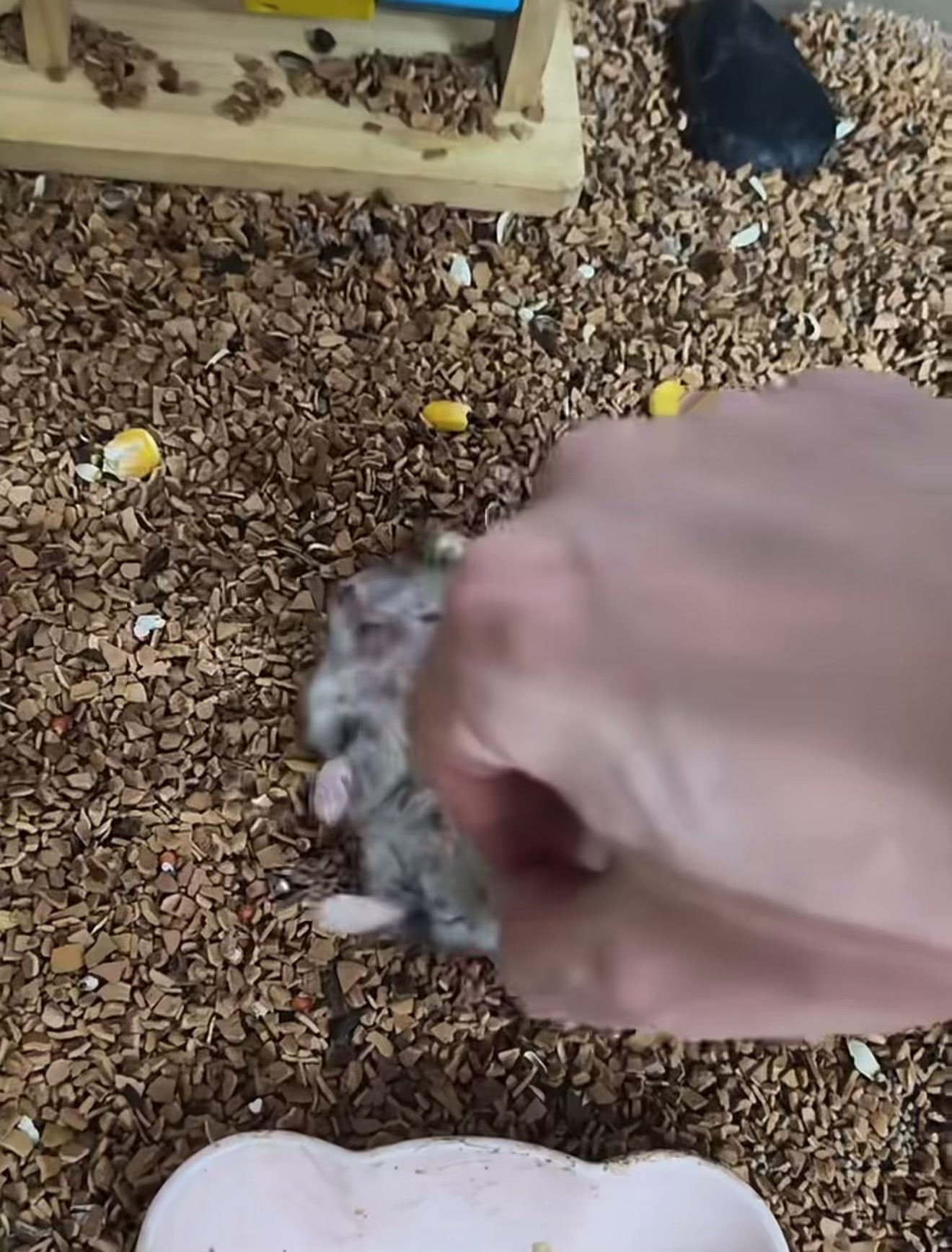 @chips.hamster