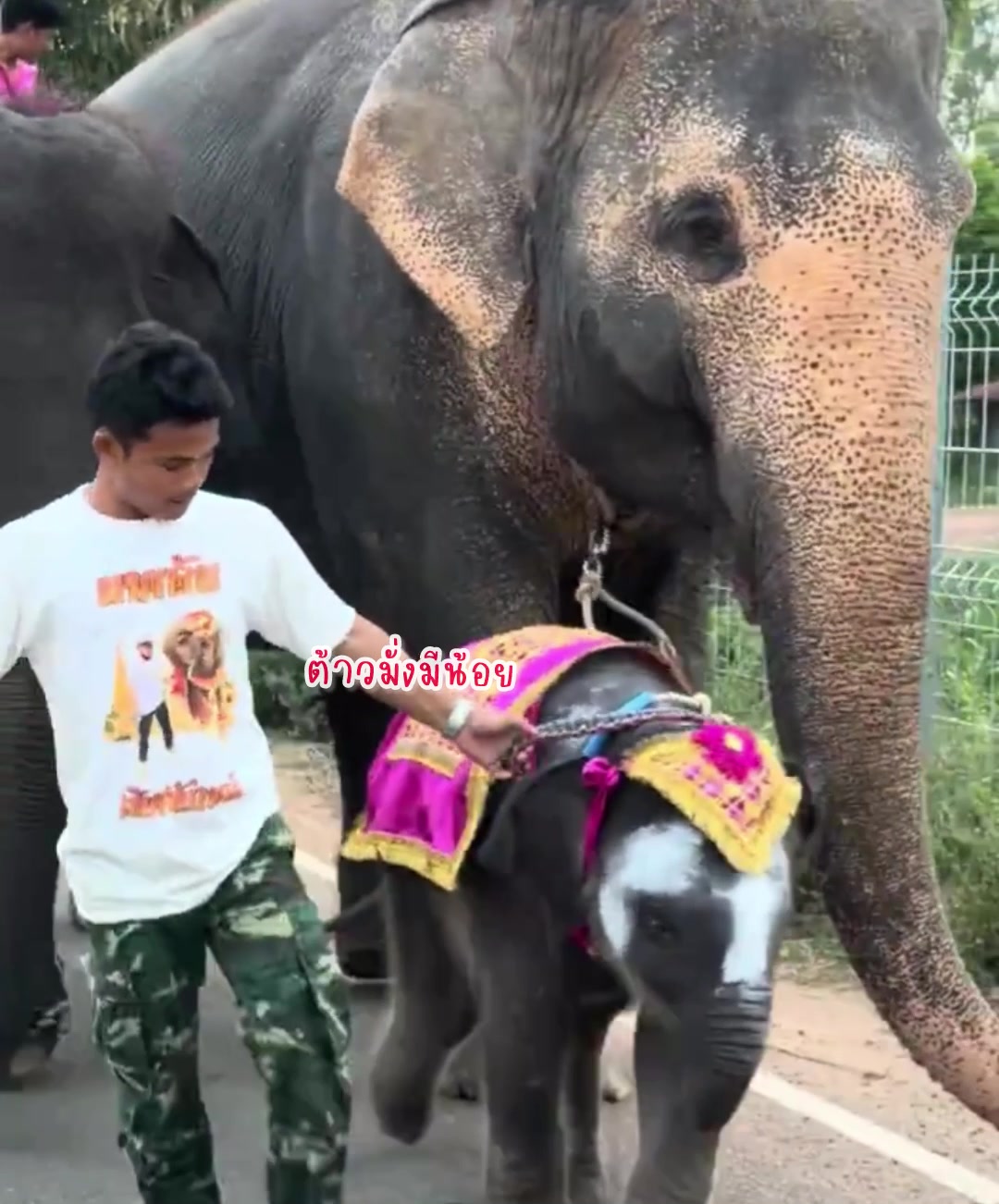@aoraeeFcMooming🐘❤️