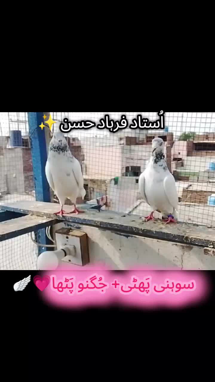 @𝘼𝙣𝙖𝙨_𝘖𝘬𝘢𝘳𝘢_333🕊️✨