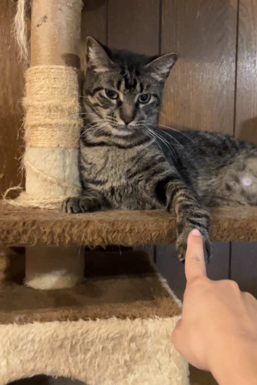 @Adoptacatinc