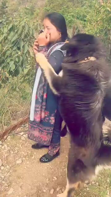 @Kashmiri_Bakrwal_Dog