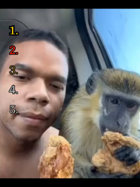@RankingAnimalMoments