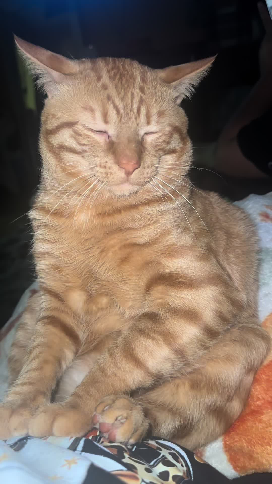@Garfield the orange cat