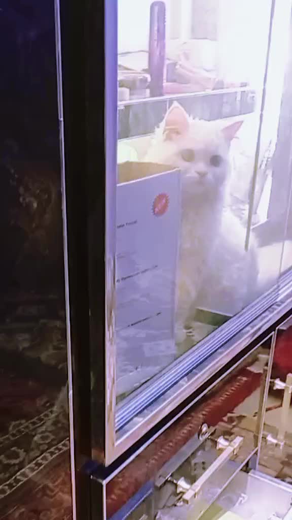 @C̆a𝔱𝔰 𝔴𝔦𝔱𝔥 N̆̈𝔬𝔬r̆̈❤️