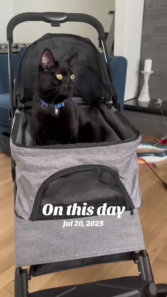 @Oscar Jeremy the cat!