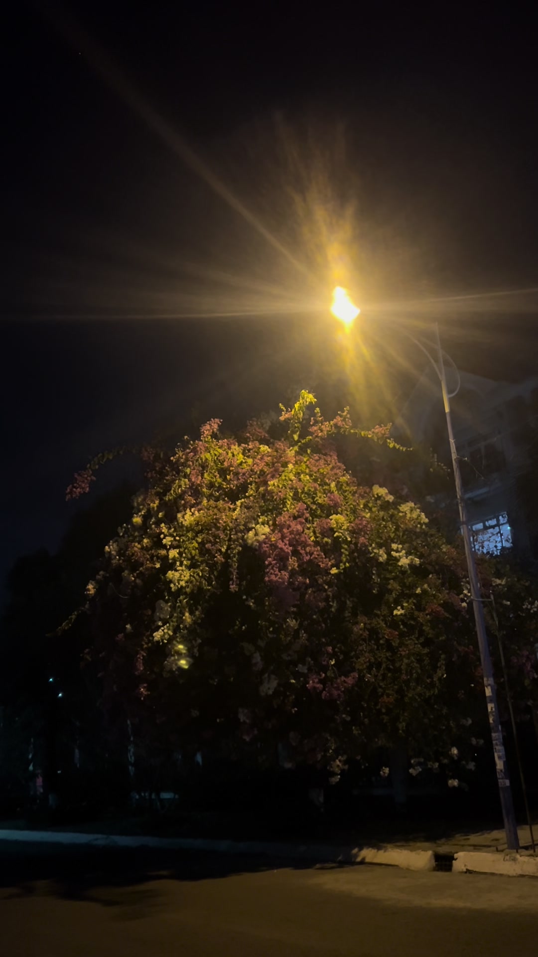 @Boidaikher