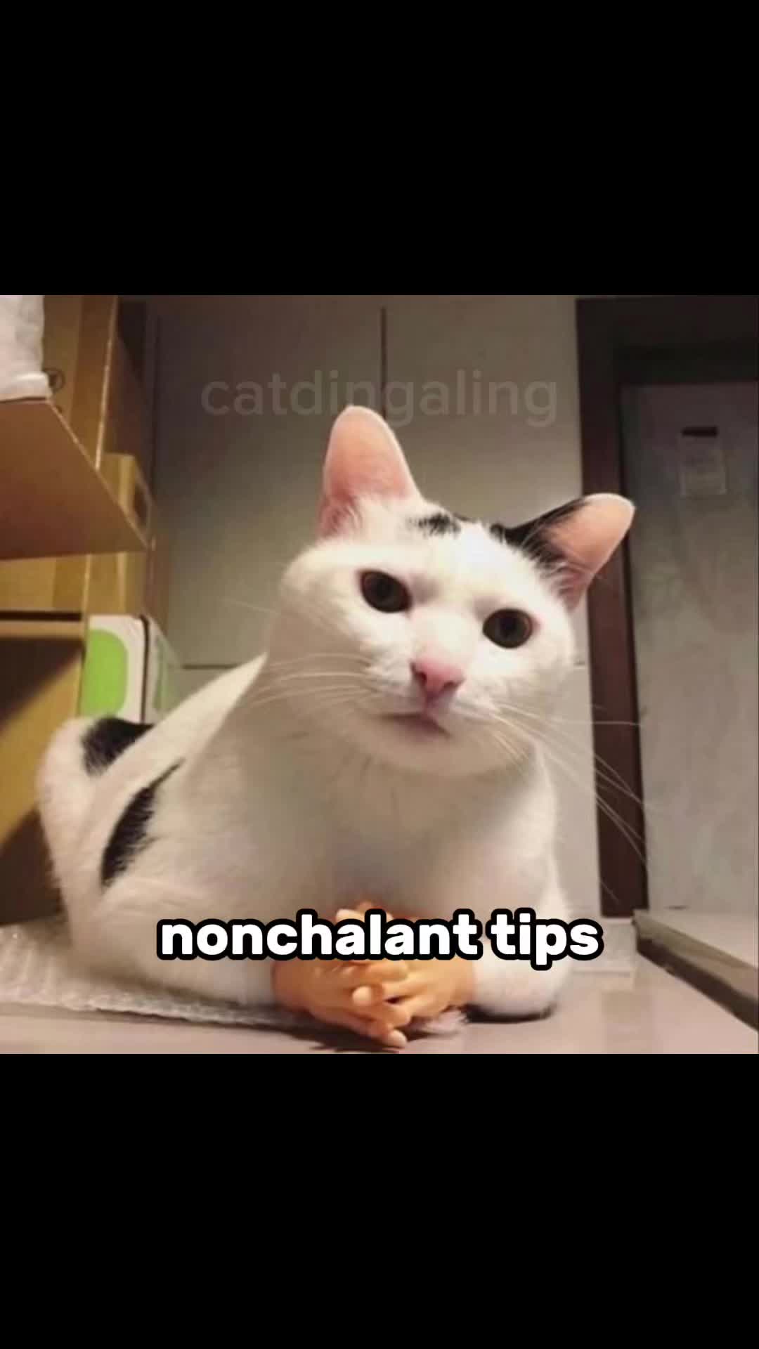 @catdingaling