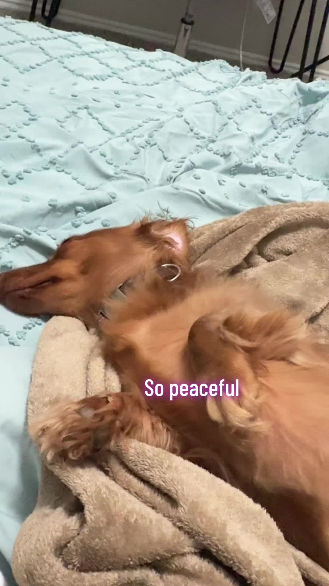@Penny Pawkit