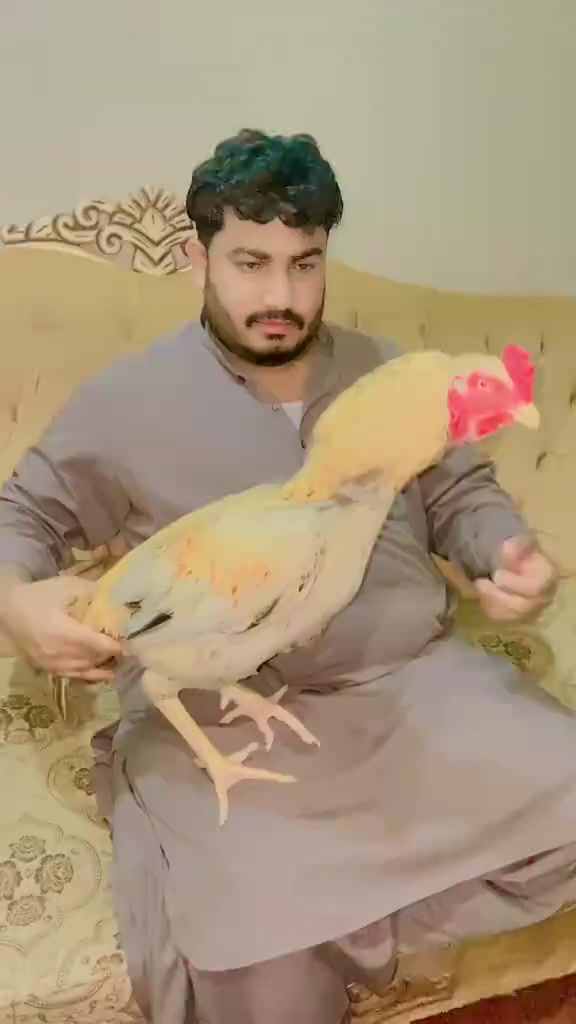 @بخت شیخ 🔥
