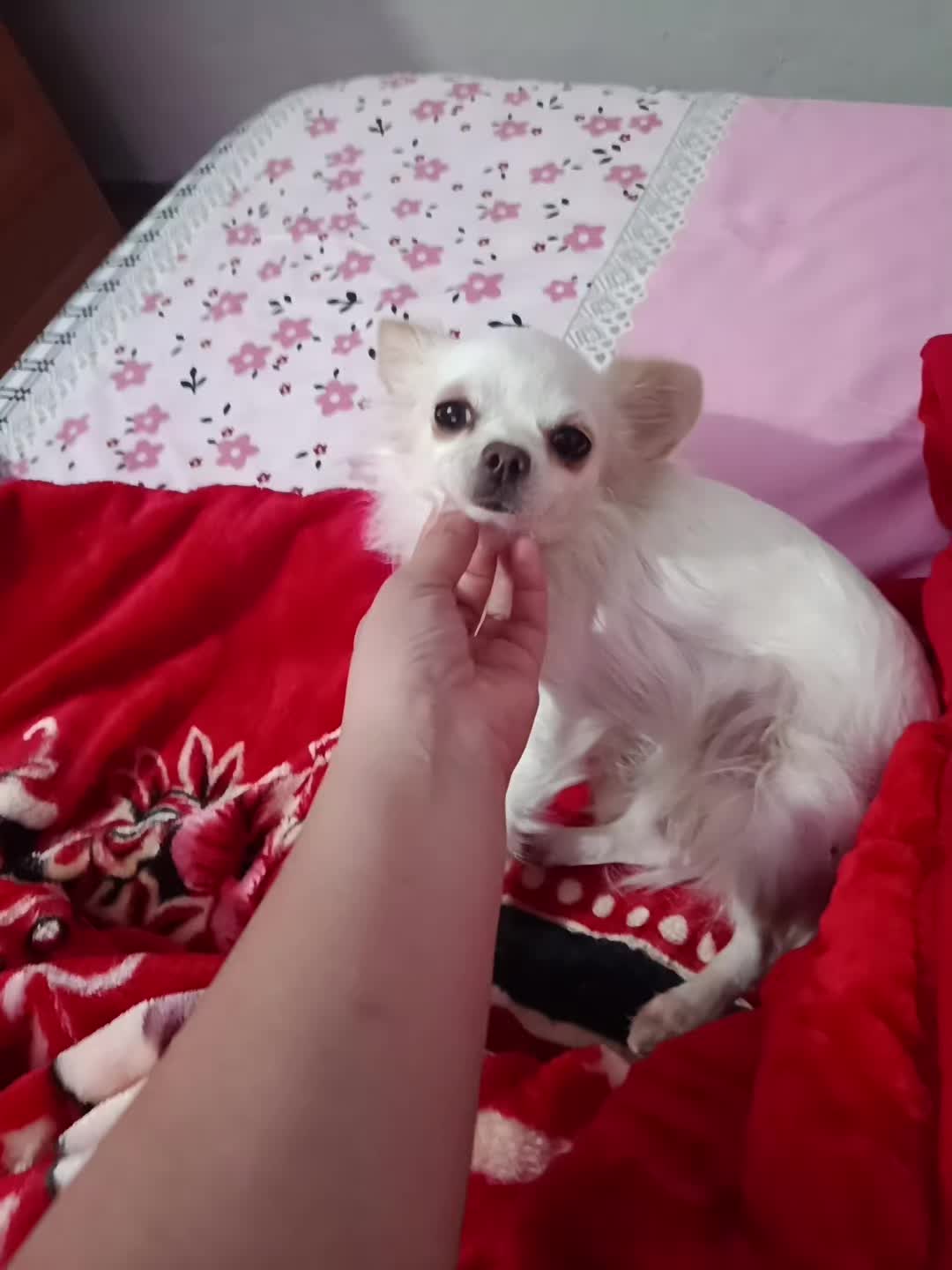 @Belén Stelatto