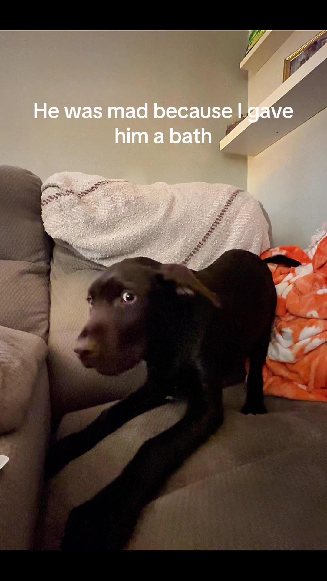 @moose the angel🕊️