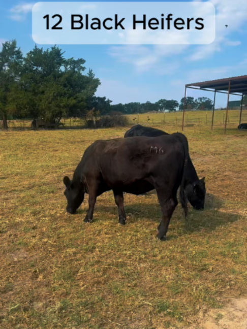 @Rutherford Land and Cattle