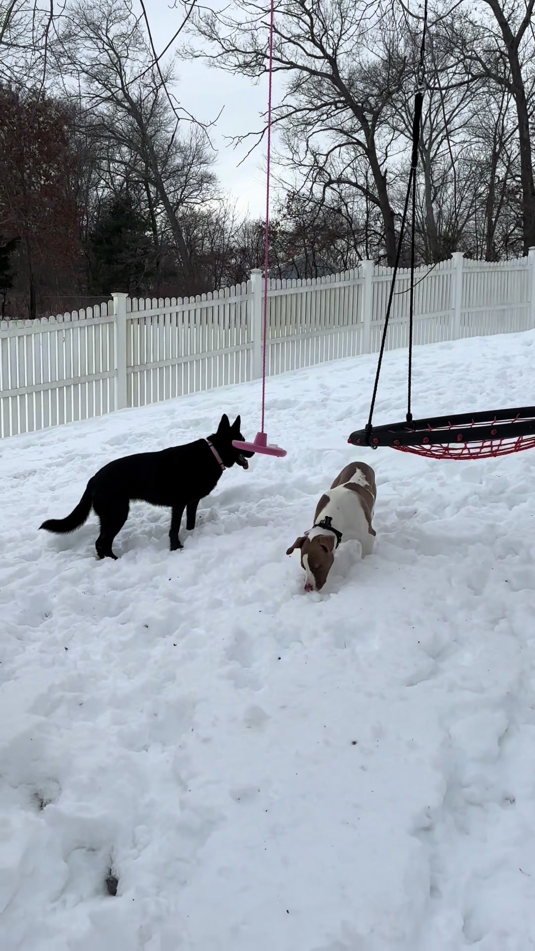 @Kobe and Remi the rescues