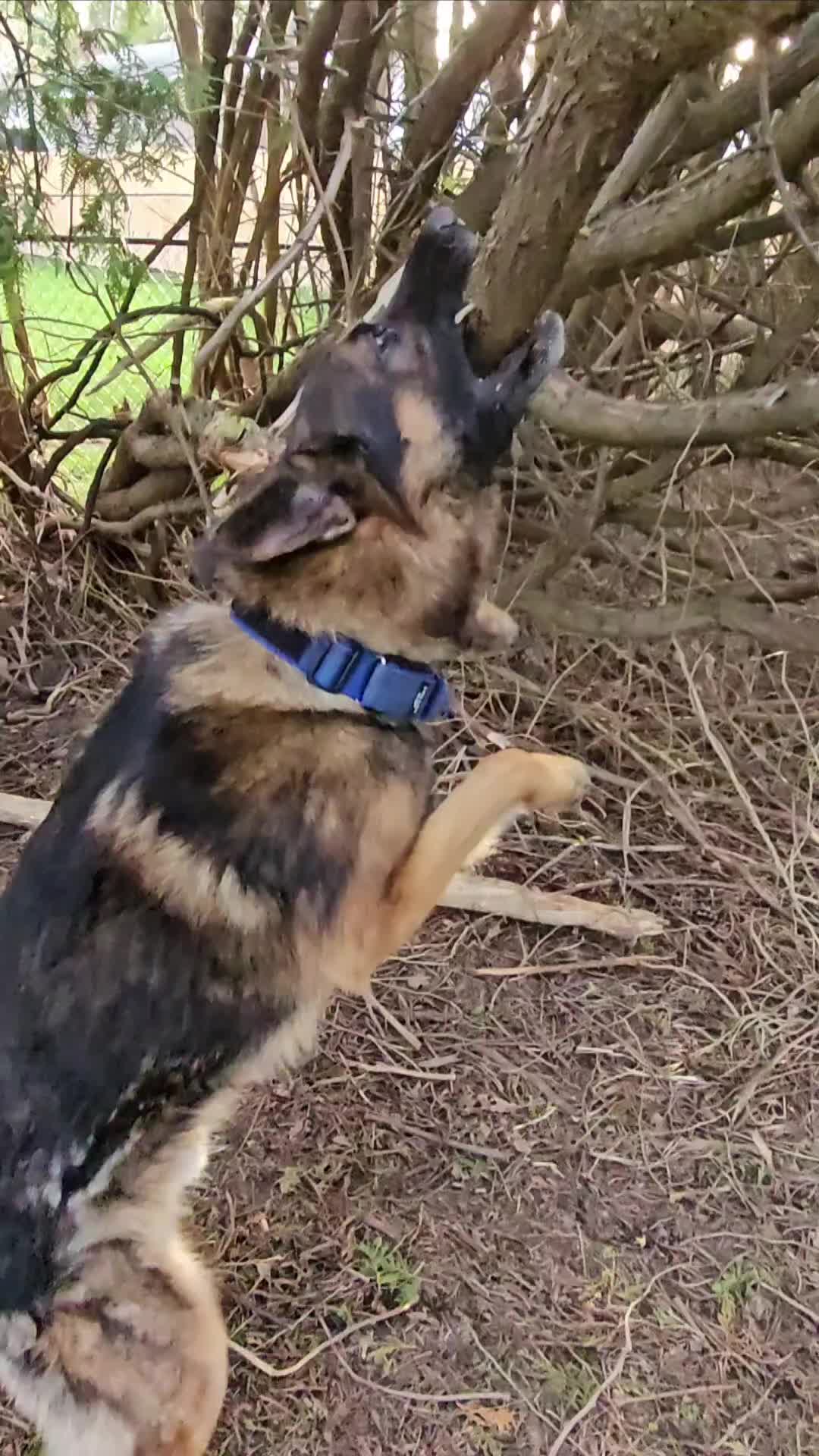 @K9 REECON & K9 GRITT