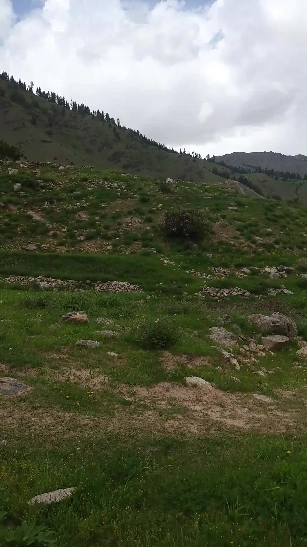 @سیدذادی