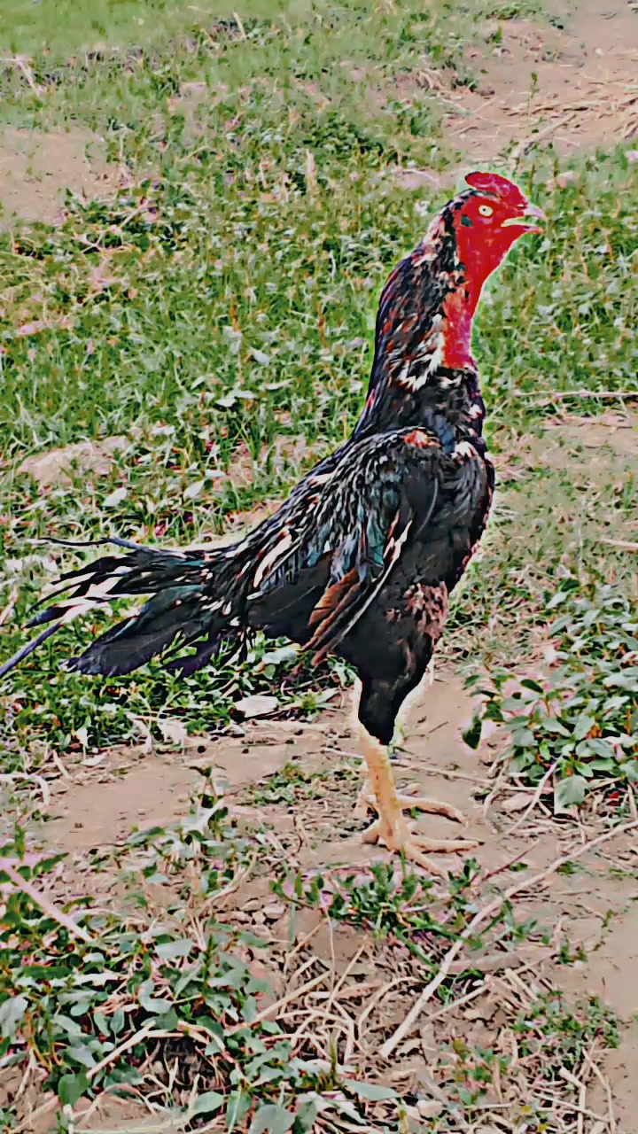 @علی خان بلوچ
