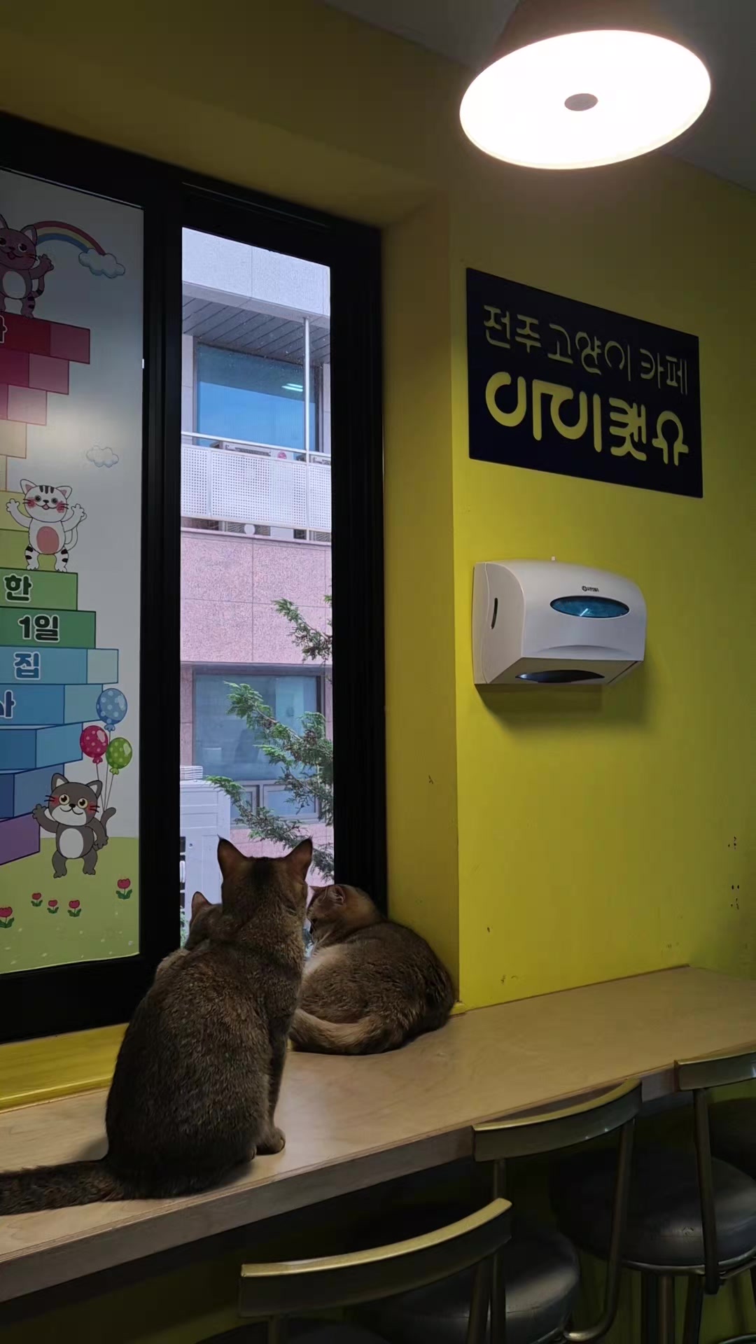 @전주고양이카페 아이캣유
