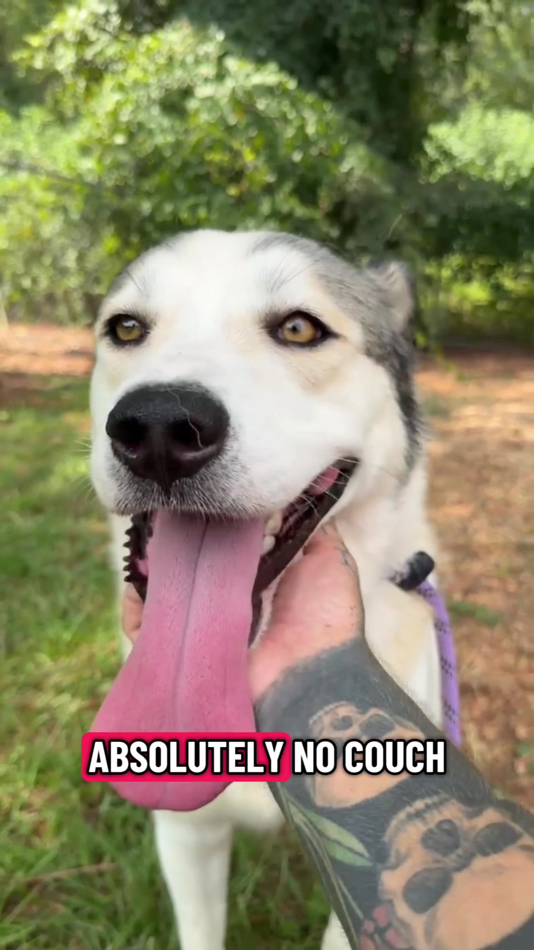 @balancedcanineacademy