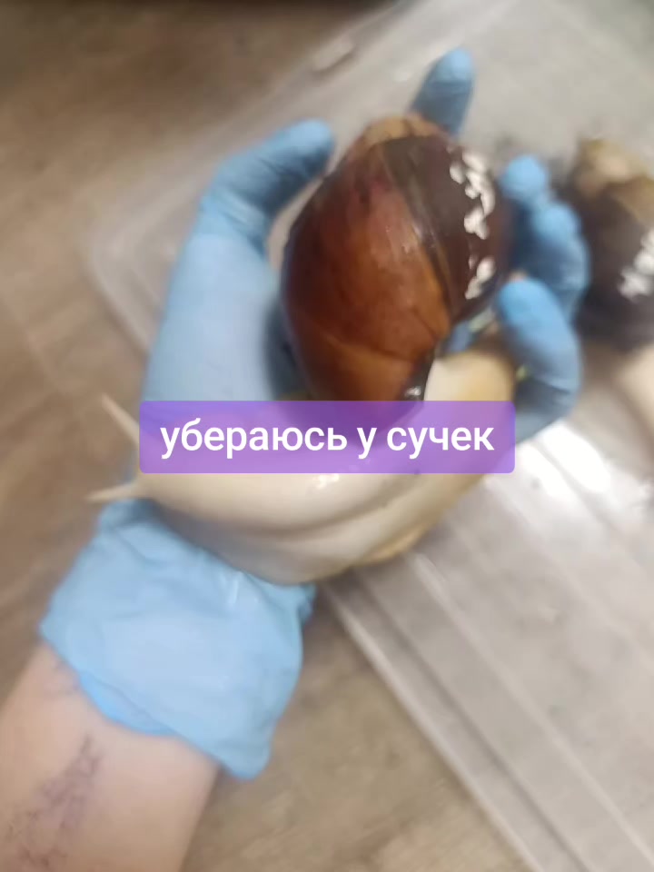 @⸸омлет торговец смерти⸸