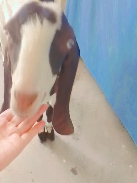 @𝘢ɳᵤ𝚖𝘢𝗅ⲓ𝐤 🎶