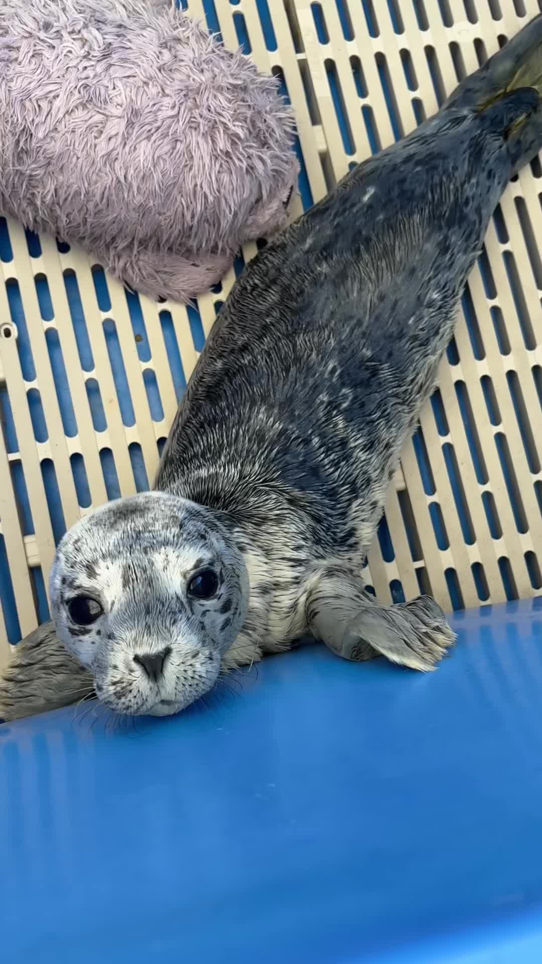 @Marine Mammal Rescue Society