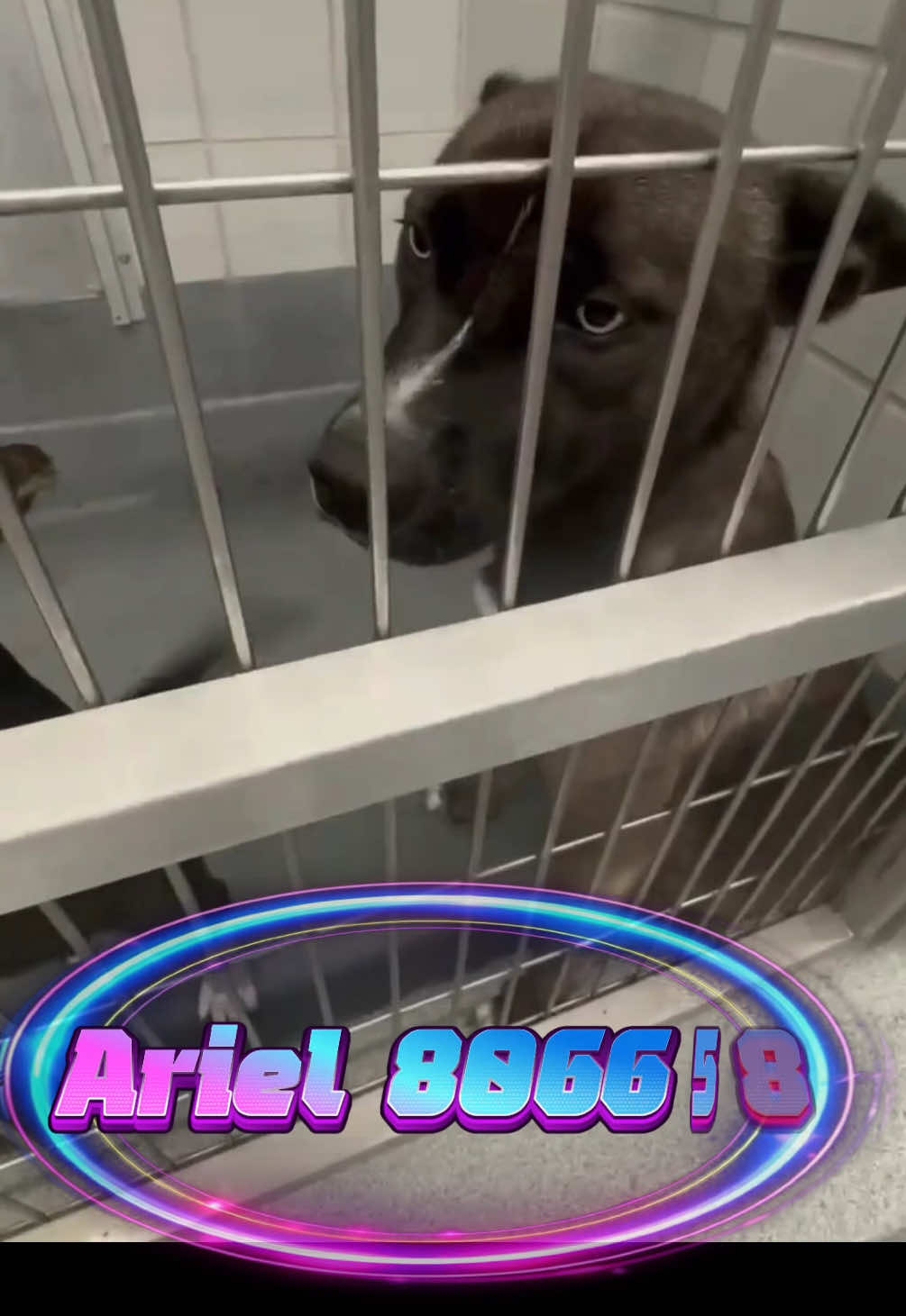 @pawssavingpaws
