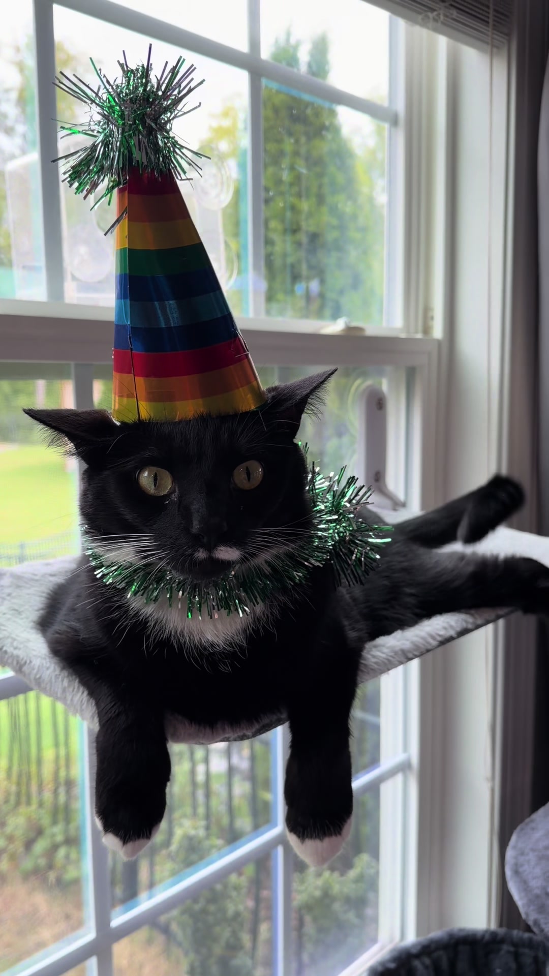 @RoxySnowballCatDrama