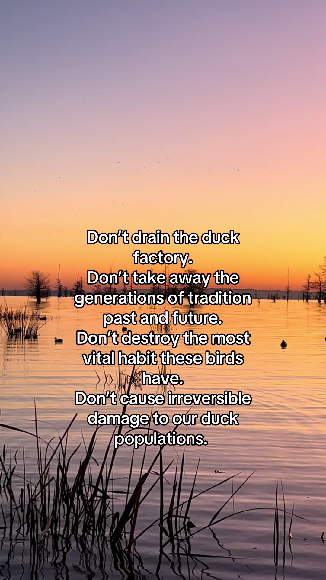 @American Mallard