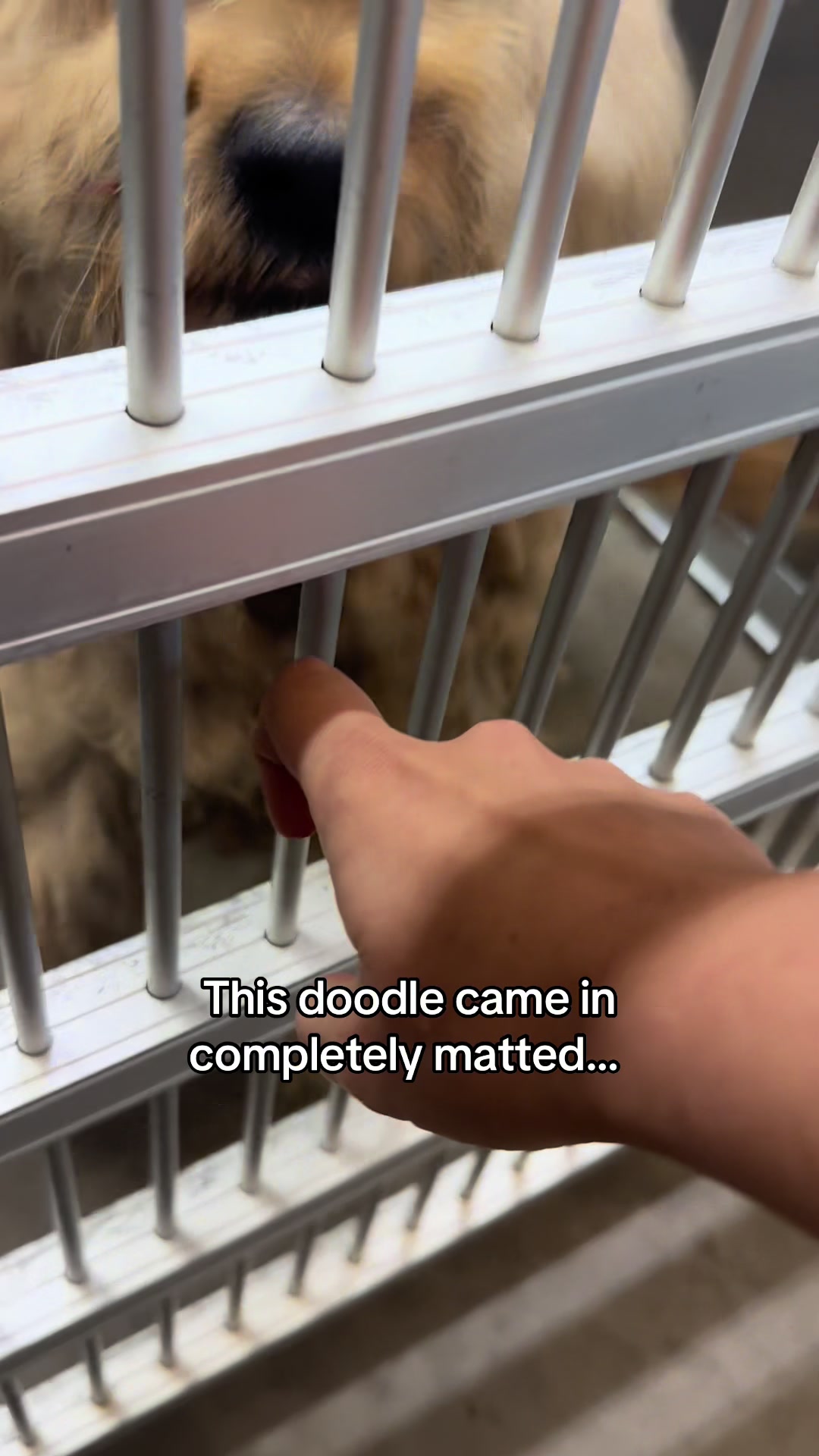 @Kayleigh + Dogs