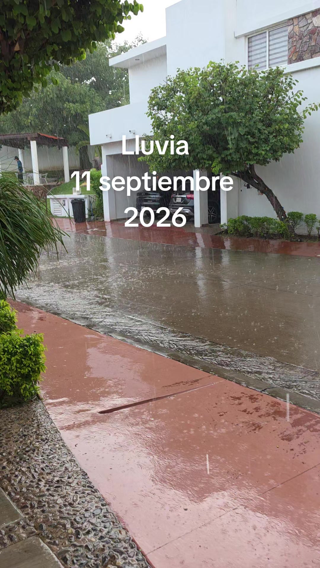 @Siempre Viva!!!