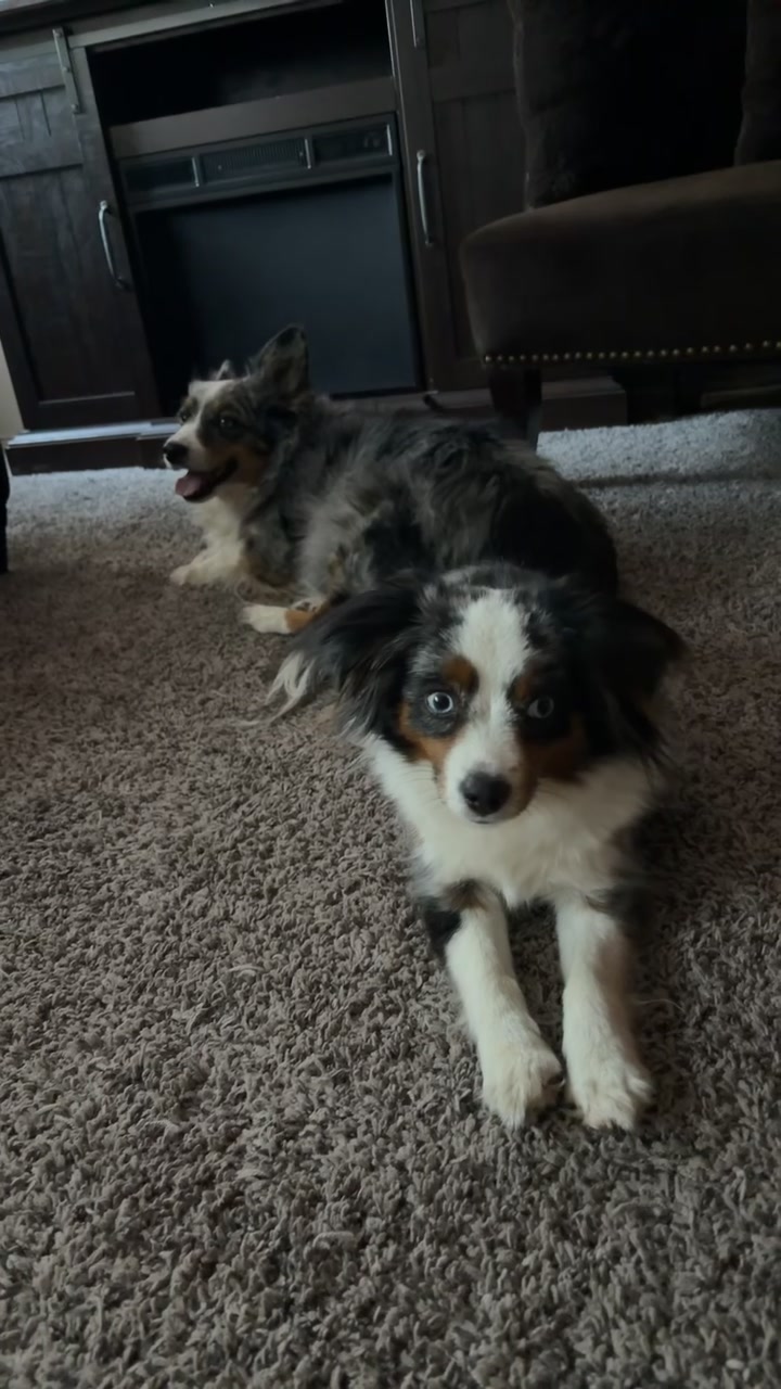 @bellaandrockieandsammie