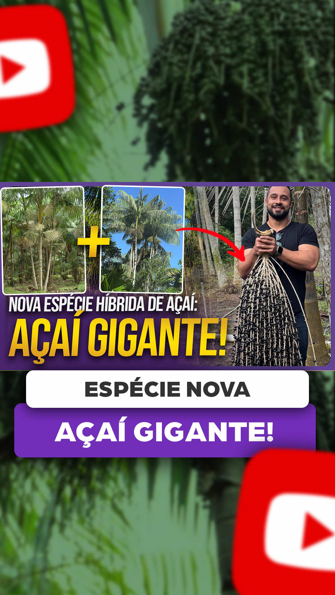 @ViveiroProMudas