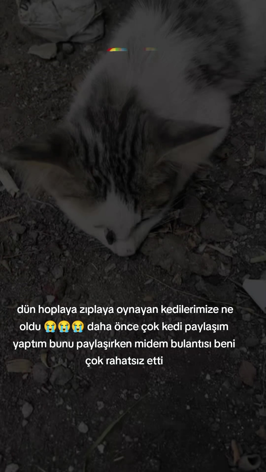 @MAVİİ🐾ALİŞŞ